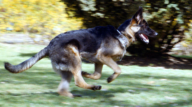 Украдени пси пронађени у Црној Гори: Враћени овчари вредни 150.000 евра!